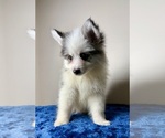 Small #2 Pomsky