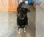 Small #4 German Shepherd Dog