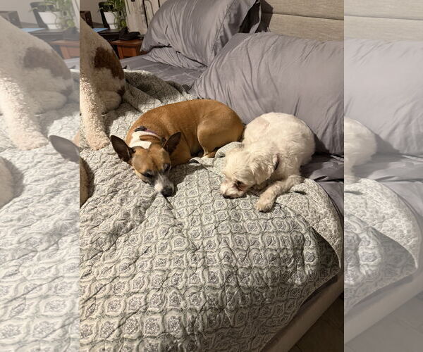 Medium Photo #11 Mutt Puppy For Sale in Orlando, FL, USA