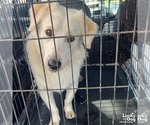 Small #1 Golden Labrador
