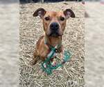 Small #7 American Pit Bull Terrier Mix