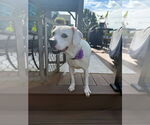 Small #3 Boxer Mix