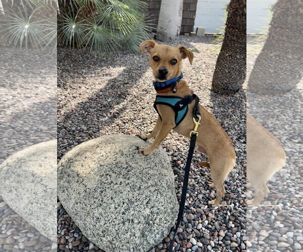 Medium Photo #2 Chihuahua Puppy For Sale in Menifee, CA, USA