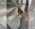 Small #1 Chihuahua