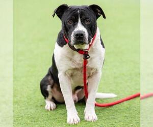 Mutt Dogs for adoption in Camarillo, CA, USA