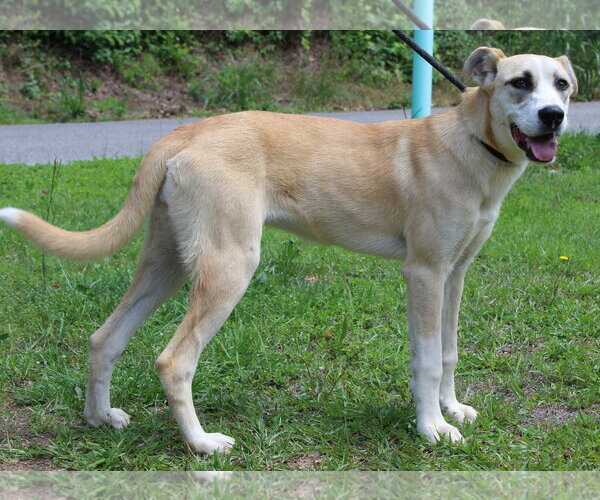 Medium Photo #4 Siberian Husky-Unknown Mix Puppy For Sale in Prattville, AL, USA