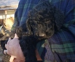 Small Photo #7 Labradoodle Puppy For Sale in VIENNA, IL, USA