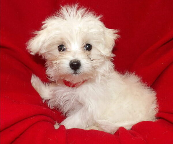 Medium Photo #1 Maltese Puppy For Sale in PATERSON, NJ, USA
