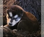 Small Photo #35 Alaskan Malamute Puppy For Sale in MIDWEST CITY, OK, USA