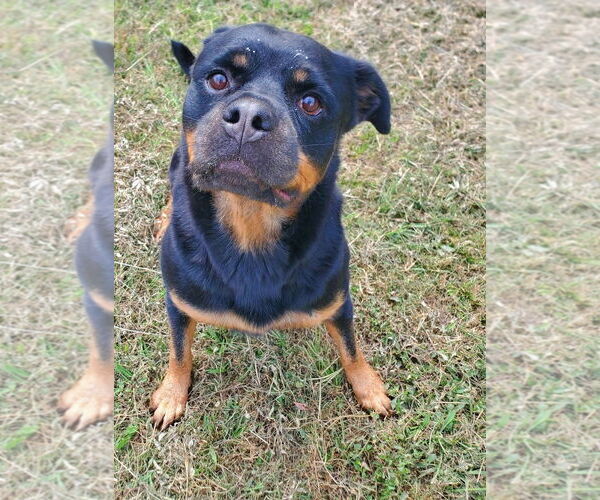 Medium Photo #3 Rottweiler Puppy For Sale in Hillsboro, NH, USA