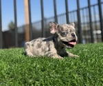 Small #3 French Bulldog