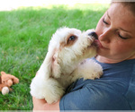 Small #3 Cavapoo (Miniature)