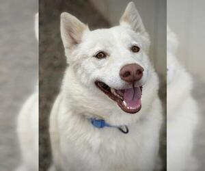 Siberian Husky Dogs for adoption in Lodi, CA, USA