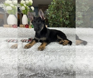 German Shepherd Dog Puppy for sale in GREENFIELD, IN, USA