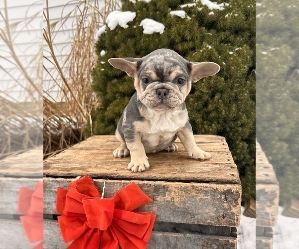 Medium Photo #3 French Bulldog Puppy For Sale in MIDDLEBURY, IN, USA
