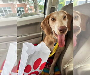 Mutt Dogs for adoption in Myrtle Beach, SC, USA