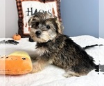 Small Photo #2 Snorkie Puppy For Sale in GREENWOOD, IN, USA