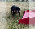 Small #1 Doberman Pinscher