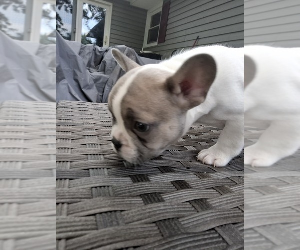Medium Photo #5 French Bulldog Puppy For Sale in ASHLAND, OH, USA