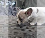 Small #4 French Bulldog