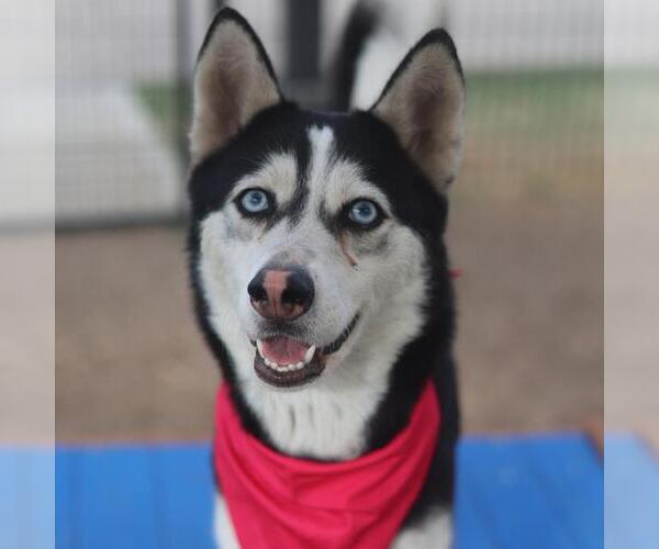 Medium Photo #1 Siberian Husky Puppy For Sale in San Antonio, TX, USA