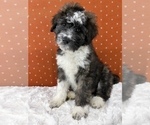 Small Photo #16 Aussiedoodle Puppy For Sale in UNIONVILLE, IA, USA