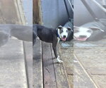 Small #13 Doberman Pinscher Mix
