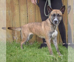 Penguin - Female Holland Shepherd-Unknown Mix Dog for Adoption - Photo #7