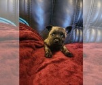 Small Photo #9 Cairn Terrier Puppy For Sale in DAYTONA BEACH, FL, USA