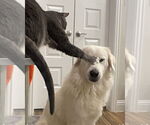 Small #6 Great Pyrenees