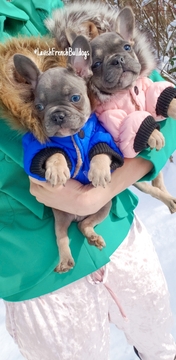 Medium Photo #25 French Bulldog Puppy For Sale in MARYSVILLE, WA, USA