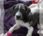 Small #3 Mutt