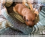 Puppy Carmen Dachshund