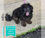 Small Poodle (Miniature) Mix