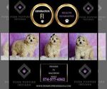 Small #1 Maltipoo (Toy)