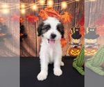 Small Photo #5 ShihPoo Puppy For Sale in MORENO VALLEY, CA, USA