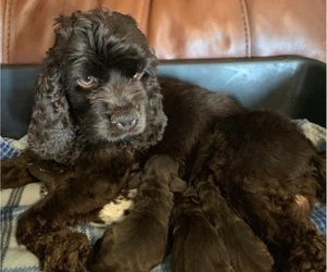 Mother of the Cocker Spaniel puppies born on 02/17/2022