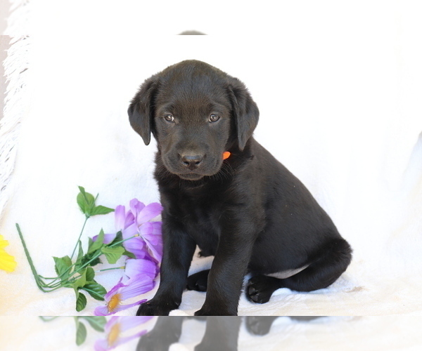 Medium Photo #1 Labrador Retriever Puppy For Sale in SHILOH, OH, USA