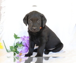 Small Photo #1 Labrador Retriever Puppy For Sale in SHILOH, OH, USA