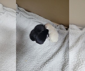 Shiba Inu Puppy for sale in ALBUQUERQUE, NM, USA