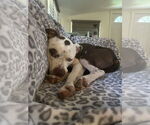 Small #3 American Pit Bull Terrier Mix