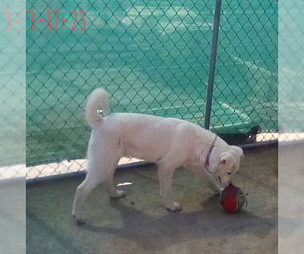 Medium Photo #8 Mutt Puppy For Sale in Apple Valley, CA, USA