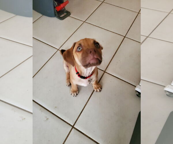 Medium Photo #8 Daug Puppy For Sale in Escondido, CA, USA