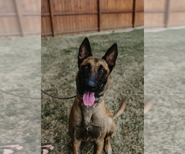 Medium Photo #1 Mutt Puppy For Sale in Imlay City, MI, USA