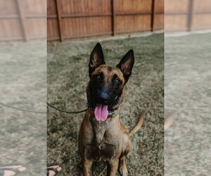 Mutt Dogs for adoption in Imlay City, MI, USA