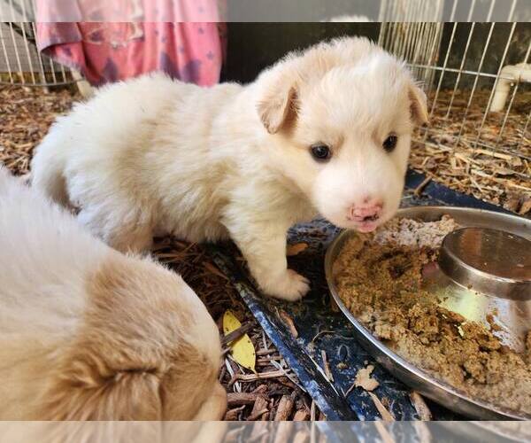 Medium Photo #2 Border Collie Puppy For Sale in Paso Robles, CA, USA