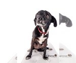 Small #2 Puggle