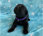 Small Photo #2 Labrador Retriever Puppy For Sale in PALM COAST, FL, USA