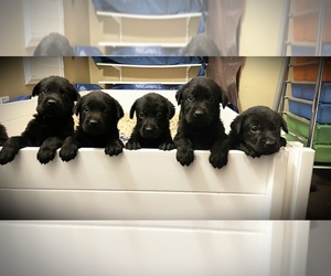 Labrador Retriever Puppy for sale in CARMICHAEL, CA, USA