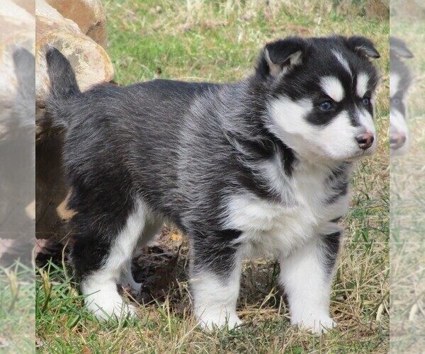 Medium Photo #4 Siberian Husky Puppy For Sale in CATAWISSA, PA, USA